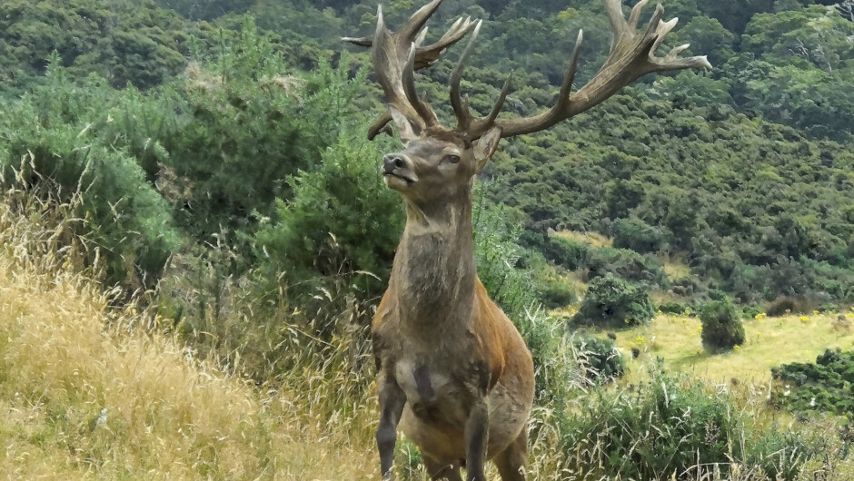 Hunt trophy red stags, Wapiti, Fallow Deer and Aotearo's other game animals with rifle, bow or lens on our private Fiordland Hunting estate.