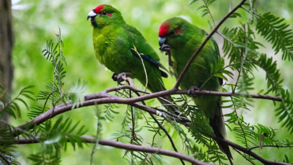 Kakariki birds on Ulva Island - a pest-free sanctuary teeming with birdlife