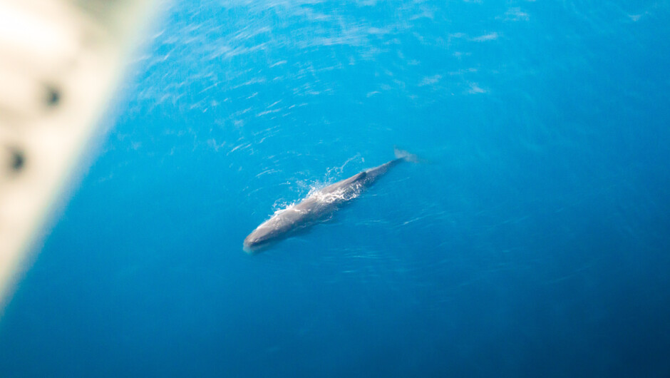 Kaikoura's famous Sperm Whale from above