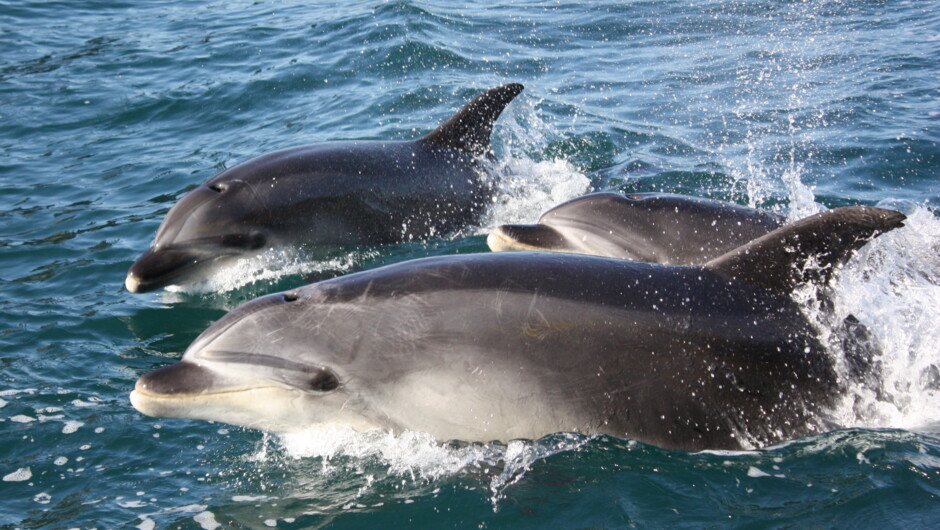 Experience dolphin encounters on our Dolphin Eco Cruise