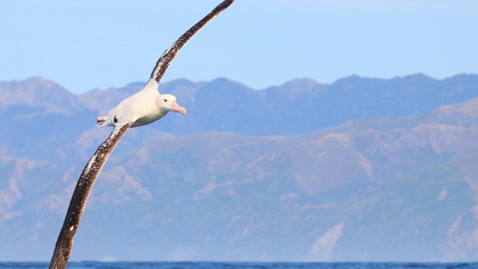 The albatross are most famous for their incredible wingspans, and the Wandering Albatross can measure a wingspan between 2.4 and 3.4 metres from tip to tip.