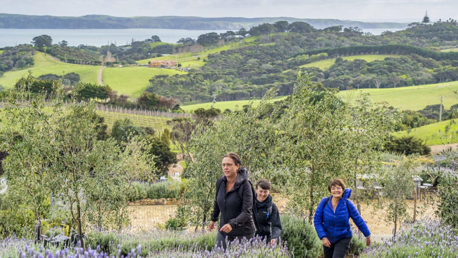 Get off the beaten track on your Cultural Experience tour of Waiheke Island