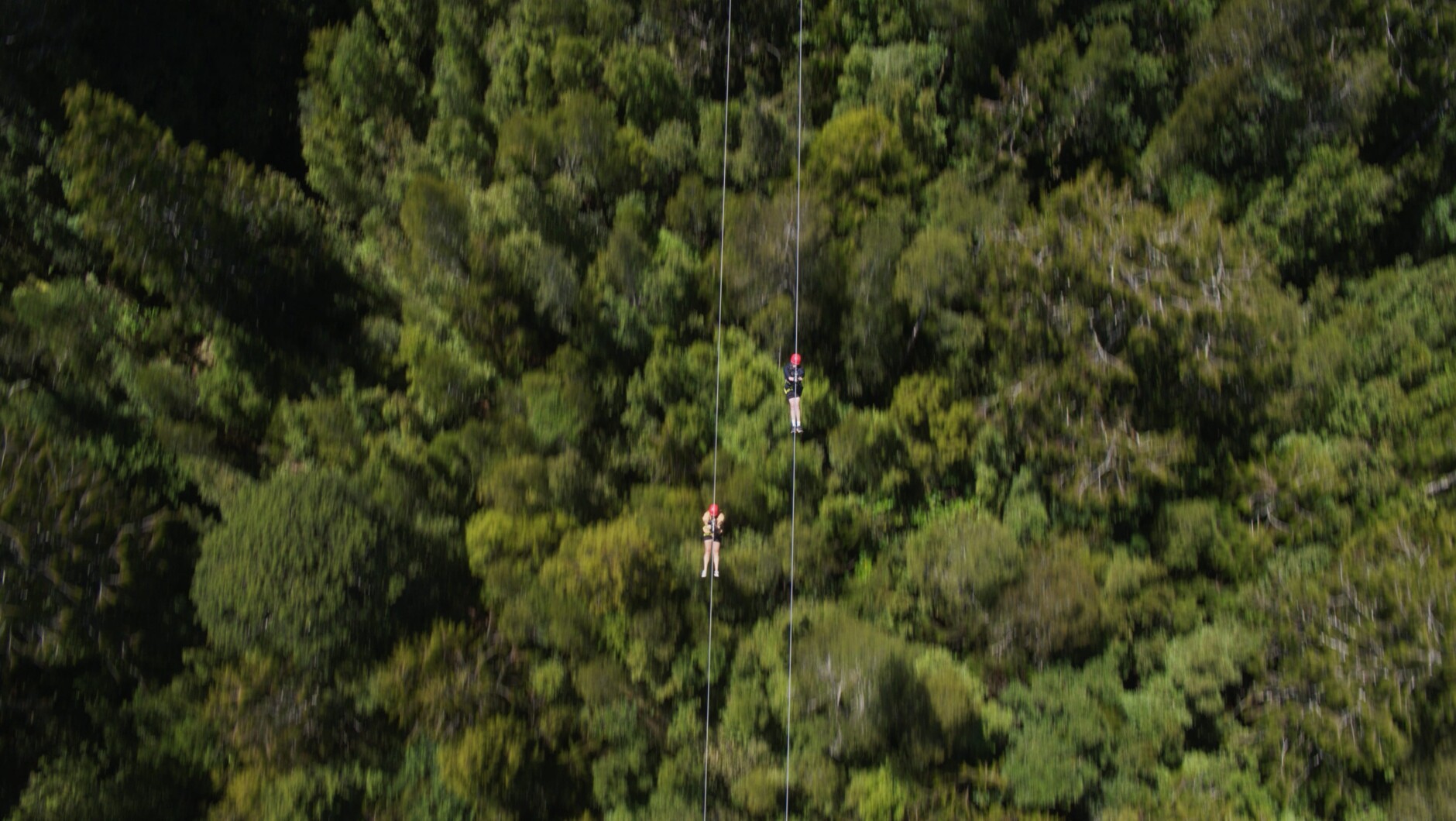 West Coast Tree Top Walk & Tower Zipline Combo Activity in West Coast