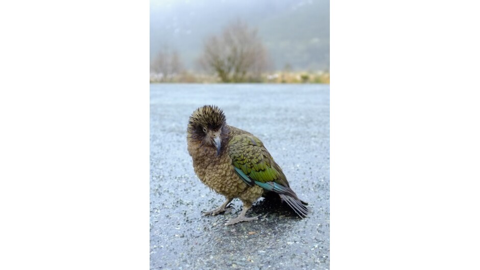 Kea