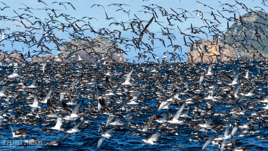 The huge workups of Buller's Shearwater feeding on krill are one of the highlights of The Petrel Station's tours, and are a regular sight on the spring and summer trips.