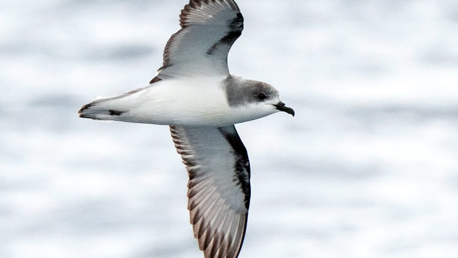 Pycroft's Petrel – This tricky-to-ID seabird species only breed on a few offshore islands in northern New Zealand and we regularly see them over spring and summer out on The Petrel Station tours.