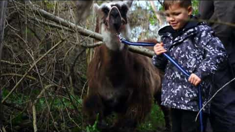 Llama Trekking Tour in Kaikōura - 1 hour Taster - Kowhai River Valley
