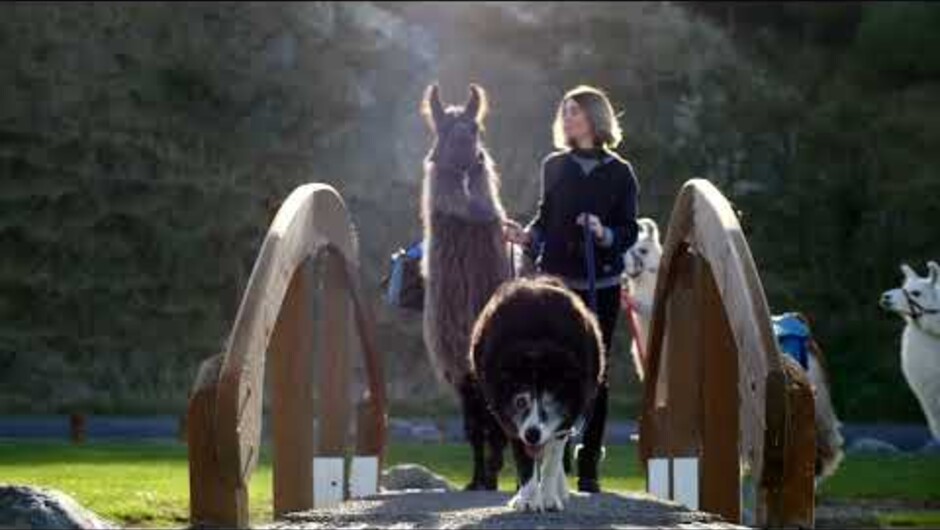 Kaikoura Llama Trekking - Half day - Kaikoura Bay, Seal Colony, Picnic