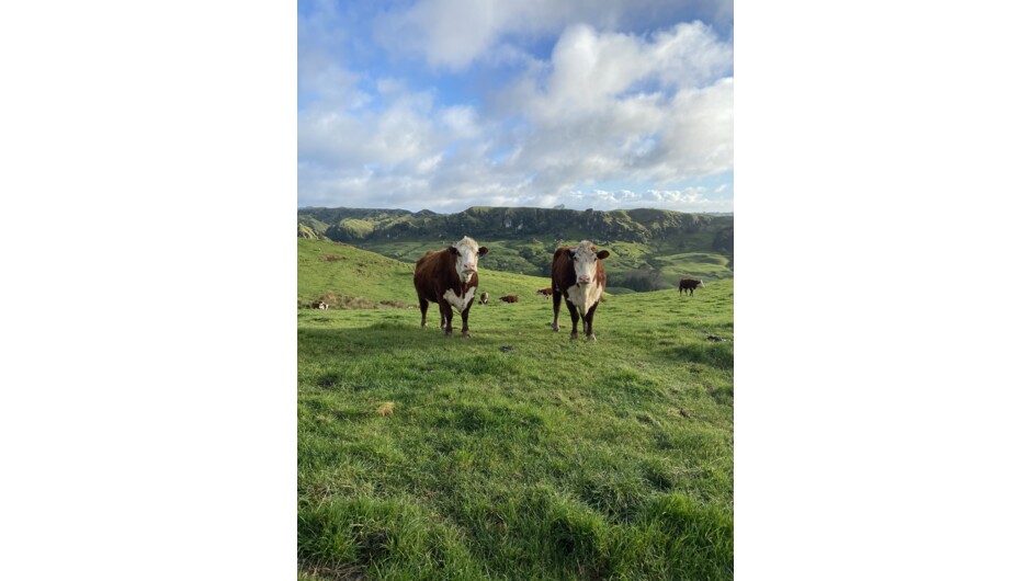 Herefords at Maui Farms