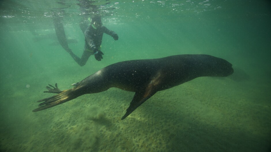 Our guide beside a New Zealand Sealion