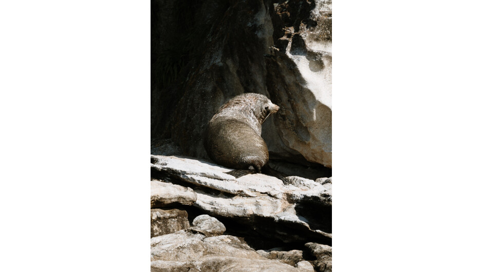NZ Fur Seal - Abel Tasman Eco Tours