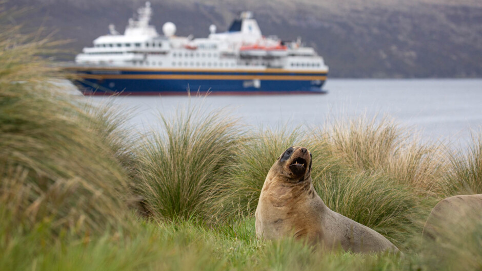 Heritage Adventurer and Hooker's/New Zealand Sea Lion