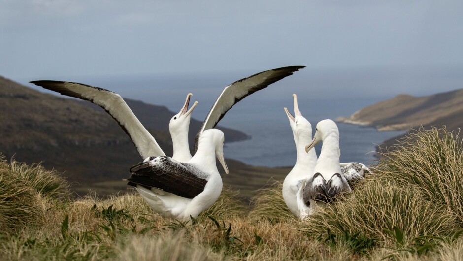 Southern Royal Albatross Gamming on Campbell Island