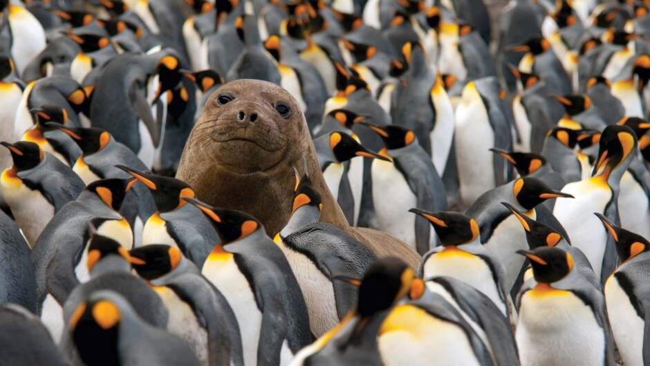 Elephant Seal in King Penguin colony on Macquarie Island