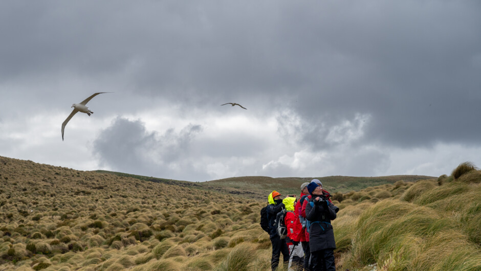 Exploring Campbell Island as Albatross soar above