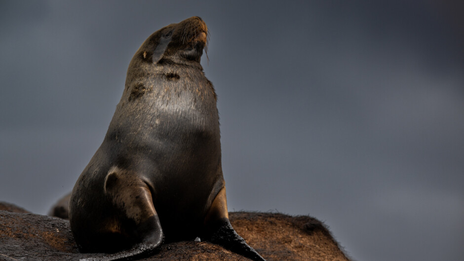 A bold Fur Seal posing on a rock on Campbell Island