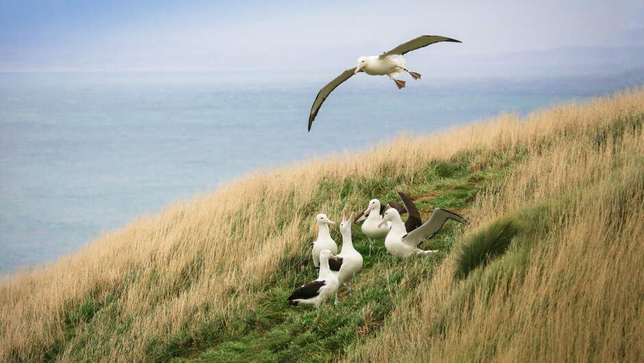 Northern Royal Albatross at the Taiaroa Head colony.