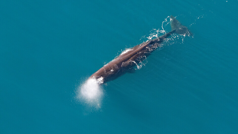 Whale watching Kaikoura