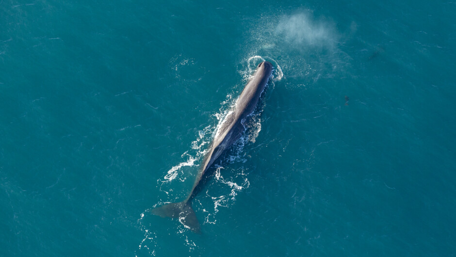 The mighty Sperm whale in all of its magnificent beauty
