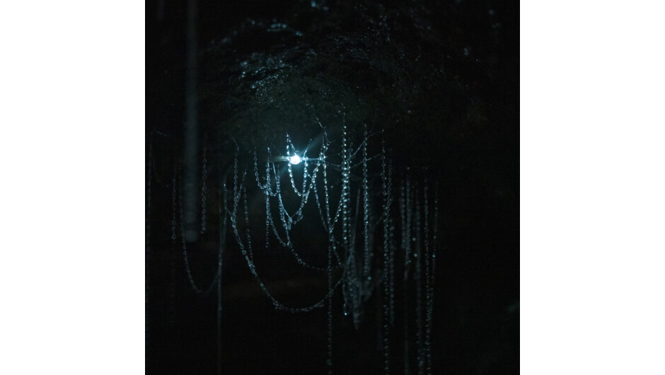 Close up of a glow worm showing the jeweled appearance of the webs hanging down.