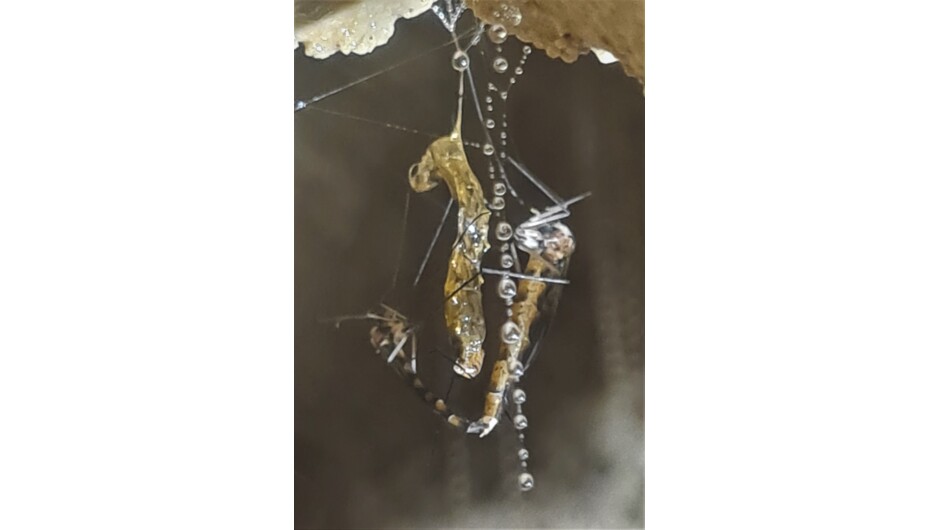 A close up of an adult male (left) and an adult female (right), mating, with the empty cocoon case hanging between.