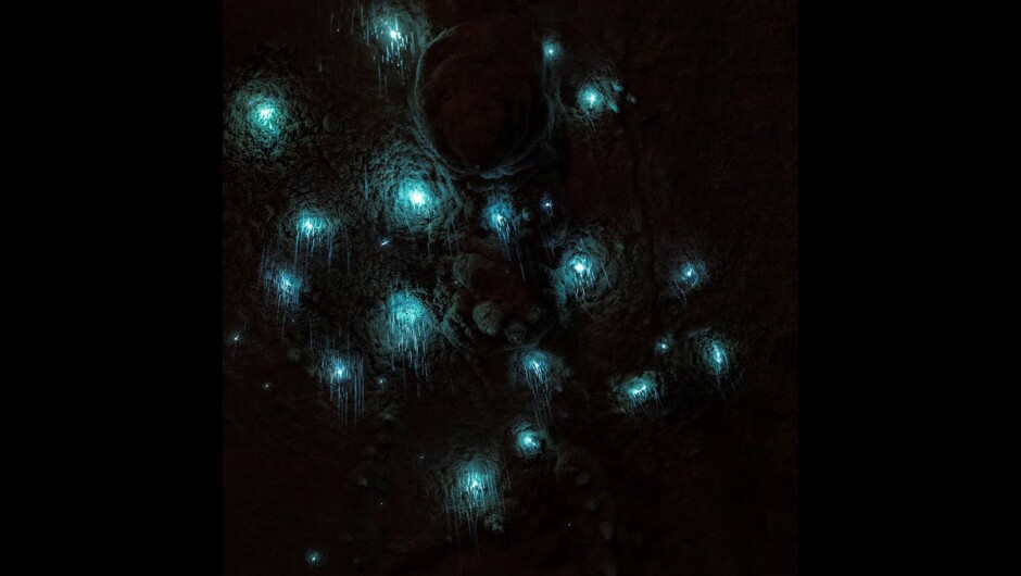 Milky Way Glow Worm Cave at Waipu Caves Farm Park