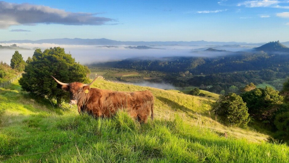 Highland cattle with view of the Hokianga