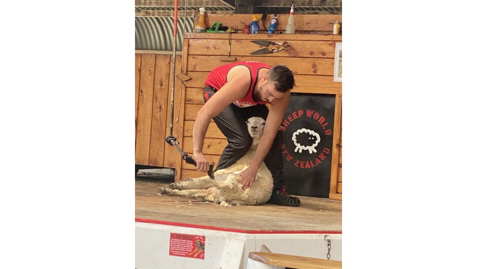 Live Shearing Show in action! Come and see our working dogs round up the sheep and our farm team shear a sheep right in front of you.