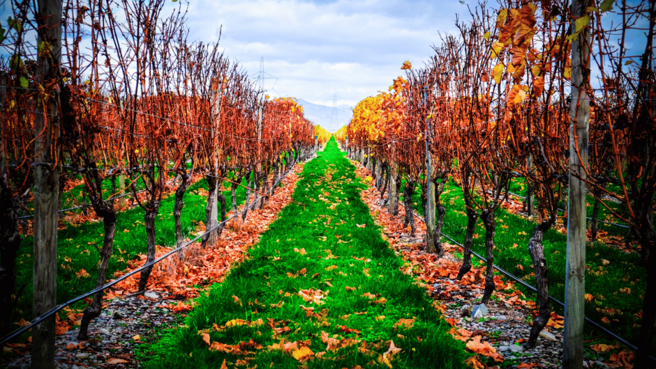 Our car rental services in Blenheim ensure a seamless journey through New Zealand's renowned wine country.