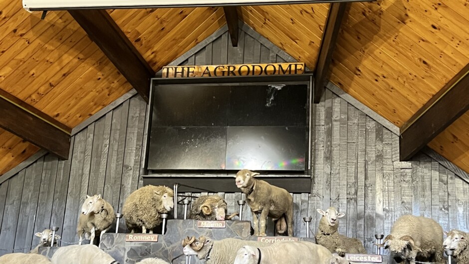 Embrace the country's farming culture and experience exciting activities such as farm tours, sheep shearing and animal feedings.