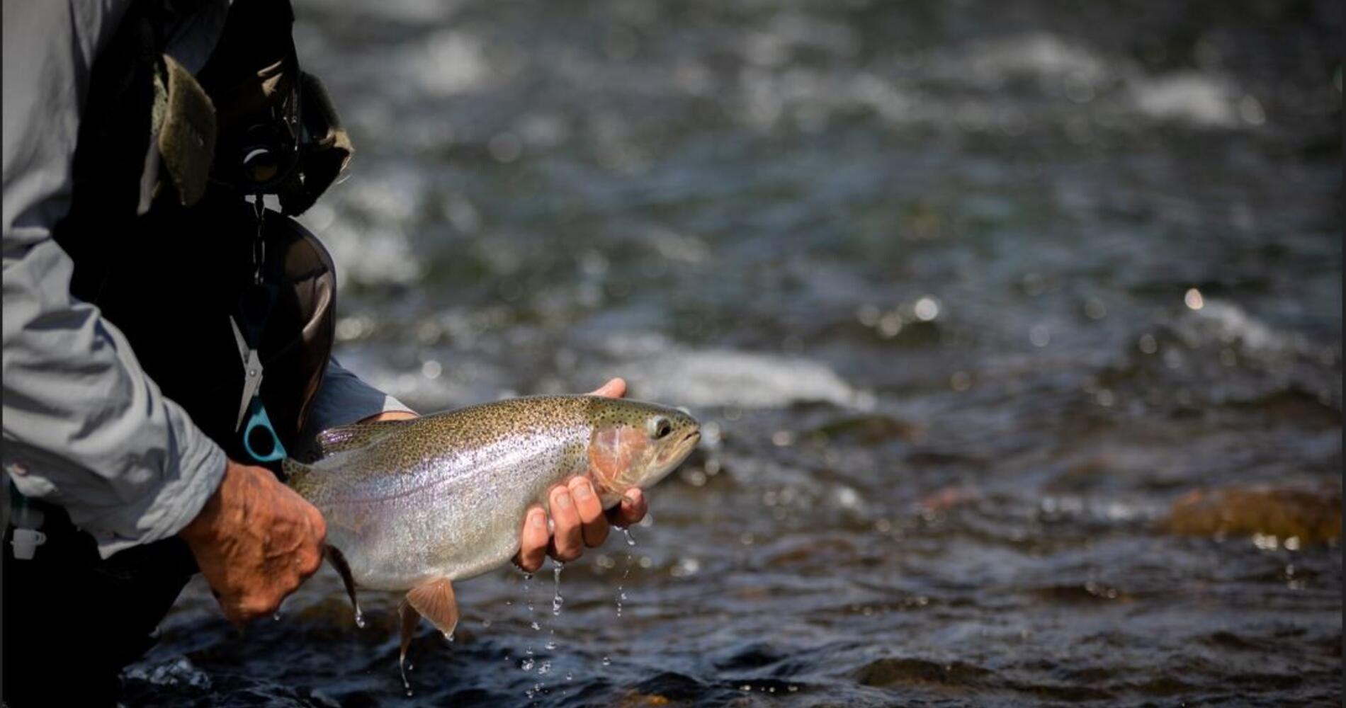 Flying Fish Rou Fly Fish Ruapehu - Fly Fish By Jet Boat | Activities & Day Trips in ...
