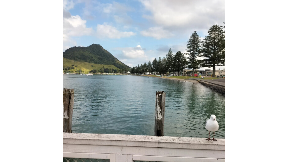 Waikorire (Pilot Bay)