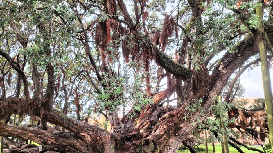 Pohutukawa Tree - used for ancient Māori practices