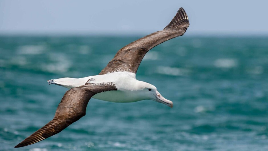 Royal Albatross