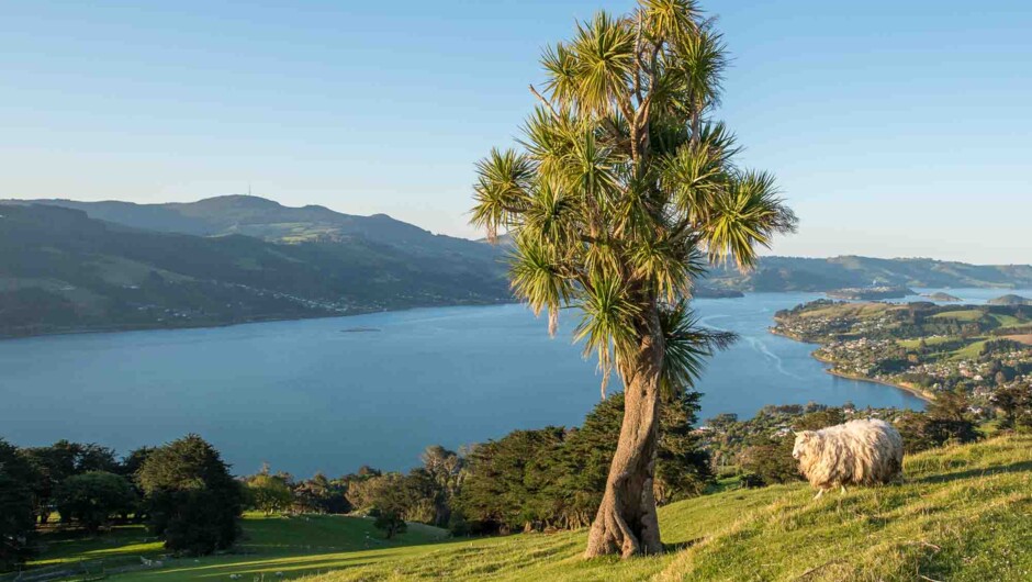 Otago Harbour