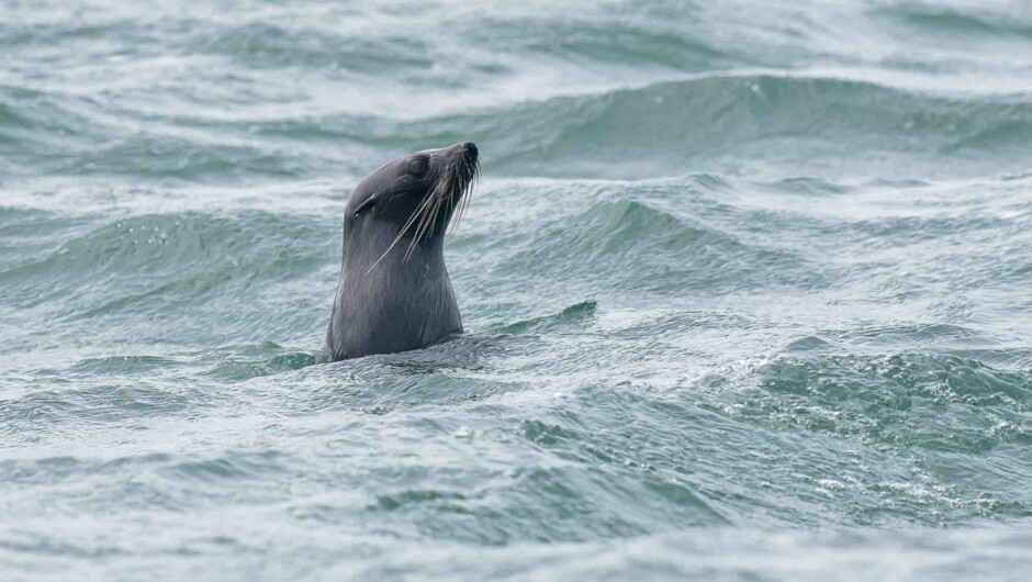 New Zealand Fur Seal
