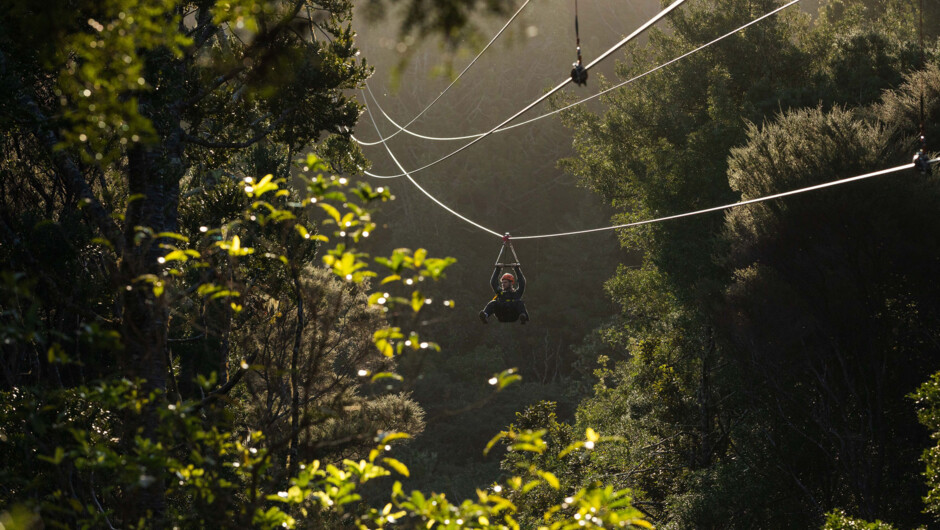 Flying through lush forest