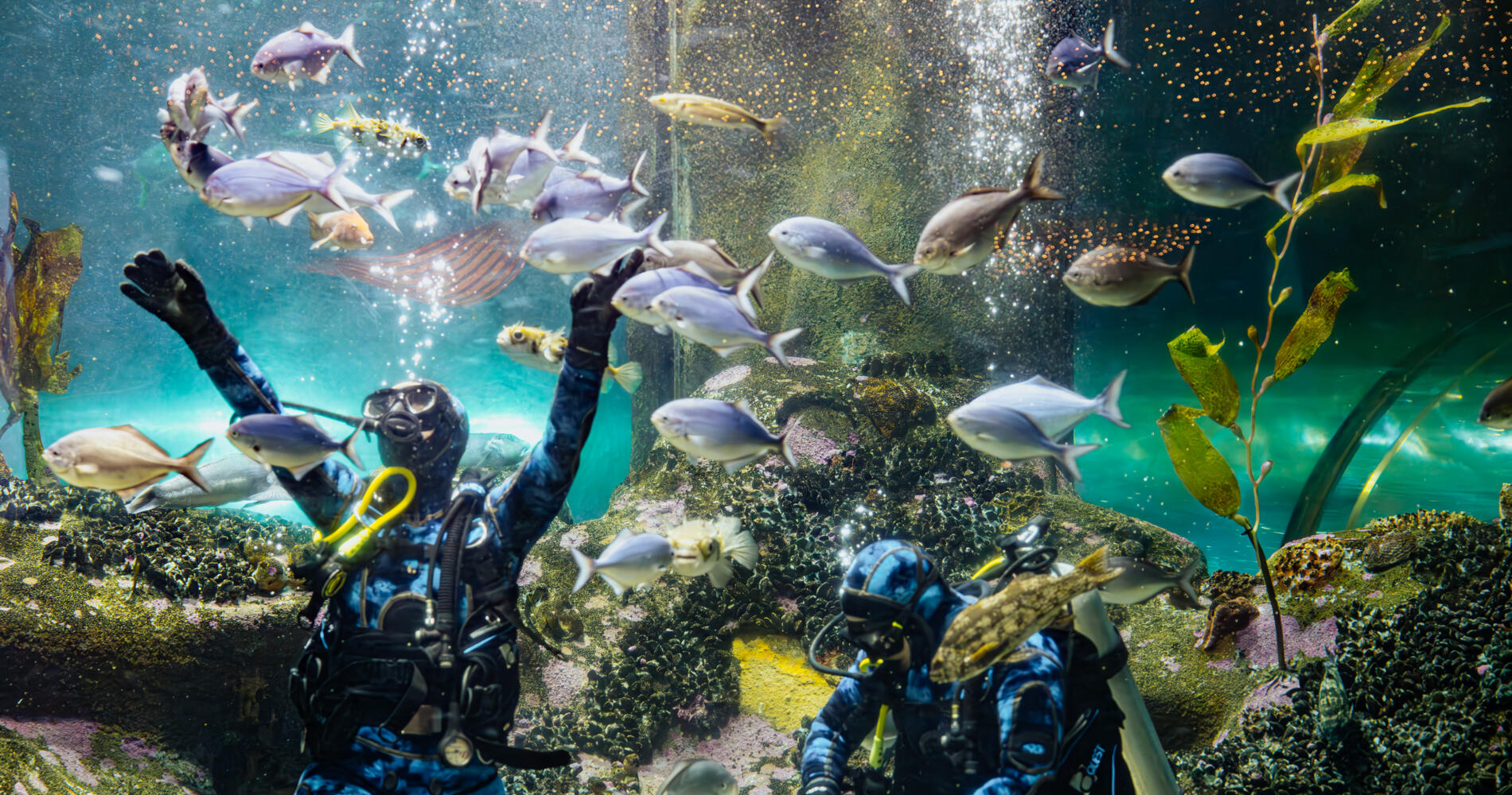 National Aquarium of New Zealand