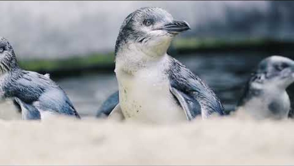 Visit the National Aquarium of New Zealand - 30 secs