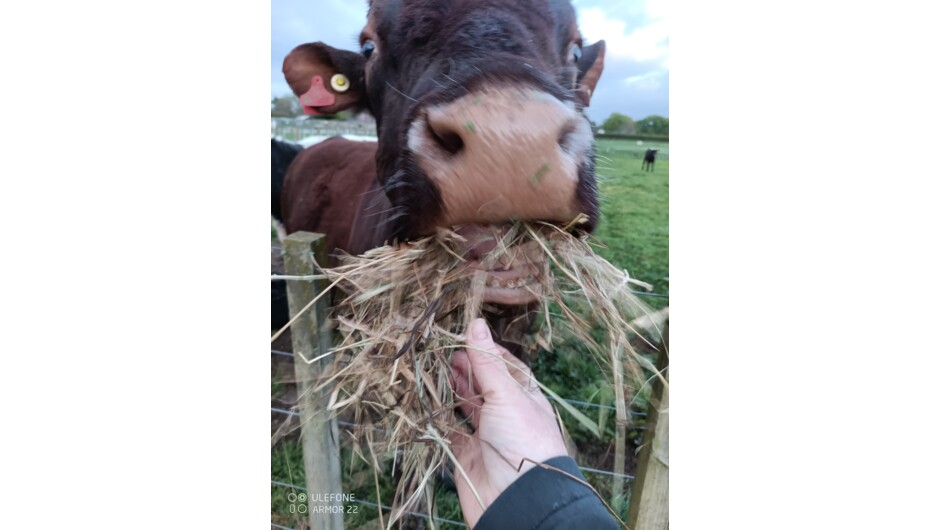 Feeding The cows/bull