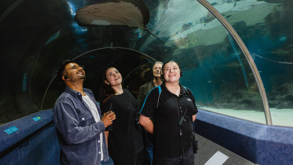 Journey through the oceanarium tunnel.