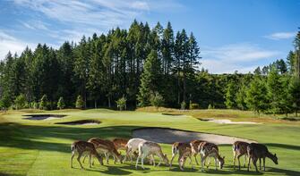 Fallow deer roam freely around the course, Wairakei Golf + Sanctuary