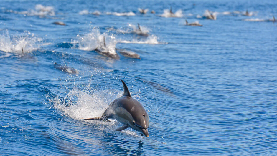 ご予約は重要な保護活動に直接貢献します。