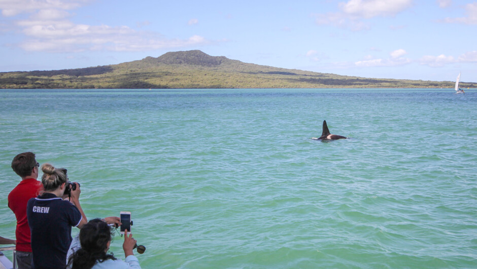 家族向けの野生動物サファリは、オークランド中心部のヴァイアダクト ハーバーから直接出発します。