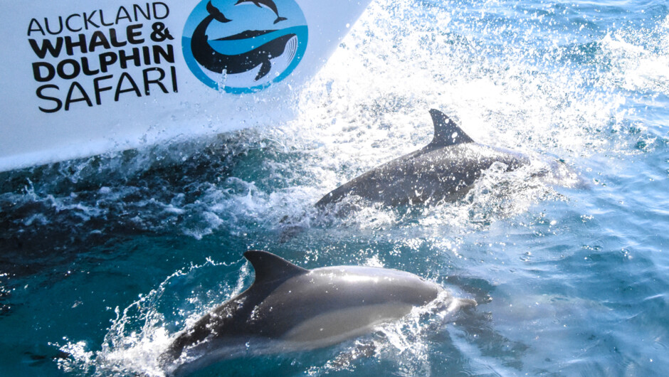 一年中、素晴らしいホエールウォッチング、イルカとのふれあい、珍しい海鳥の観察をお楽しみいただけます。