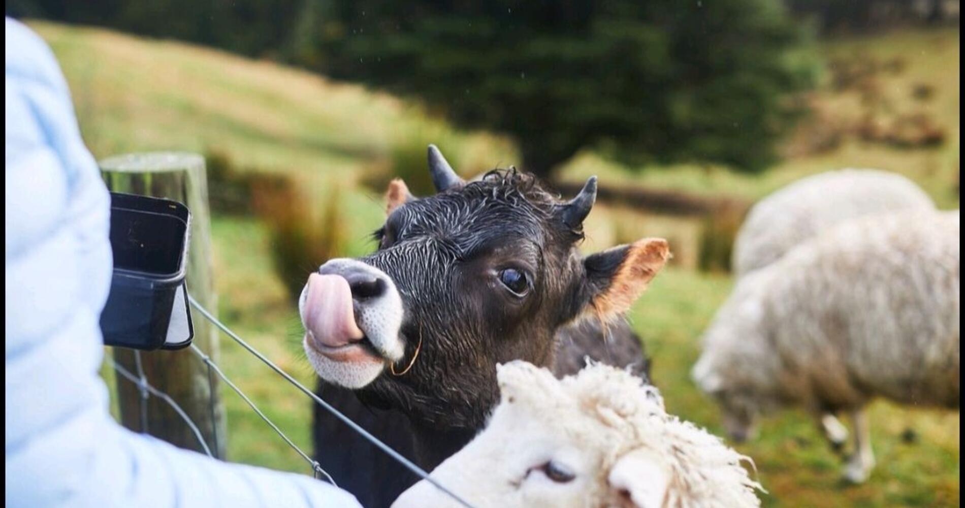 Authentic Kiwi Farm Tours | Activities & Day Trips in Waitaki, New Zealand