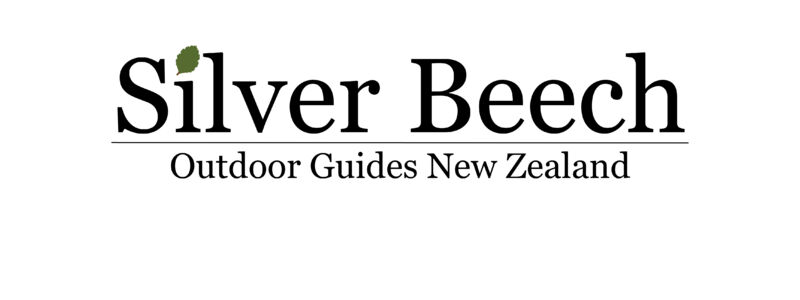 Silver Beech Logo Official+.png