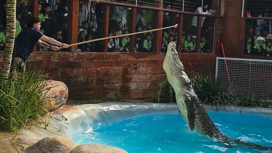 See our giant Saltwater Crocs