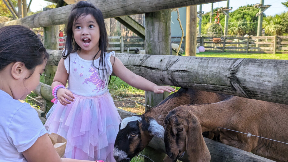 Get up close to our cute farm animals