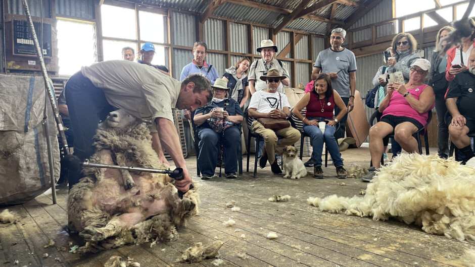 Mates Travels' Jeremy shearing a sheep